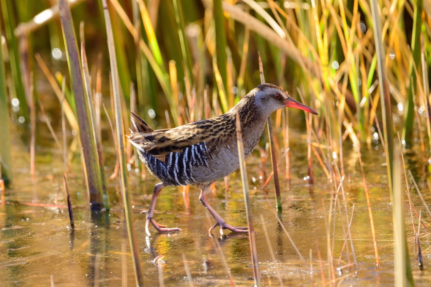austral rails