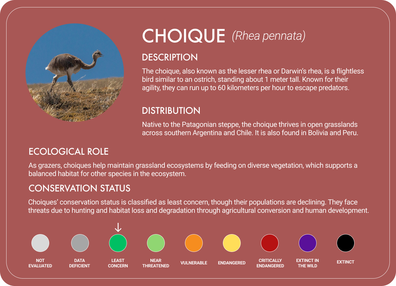 Choique