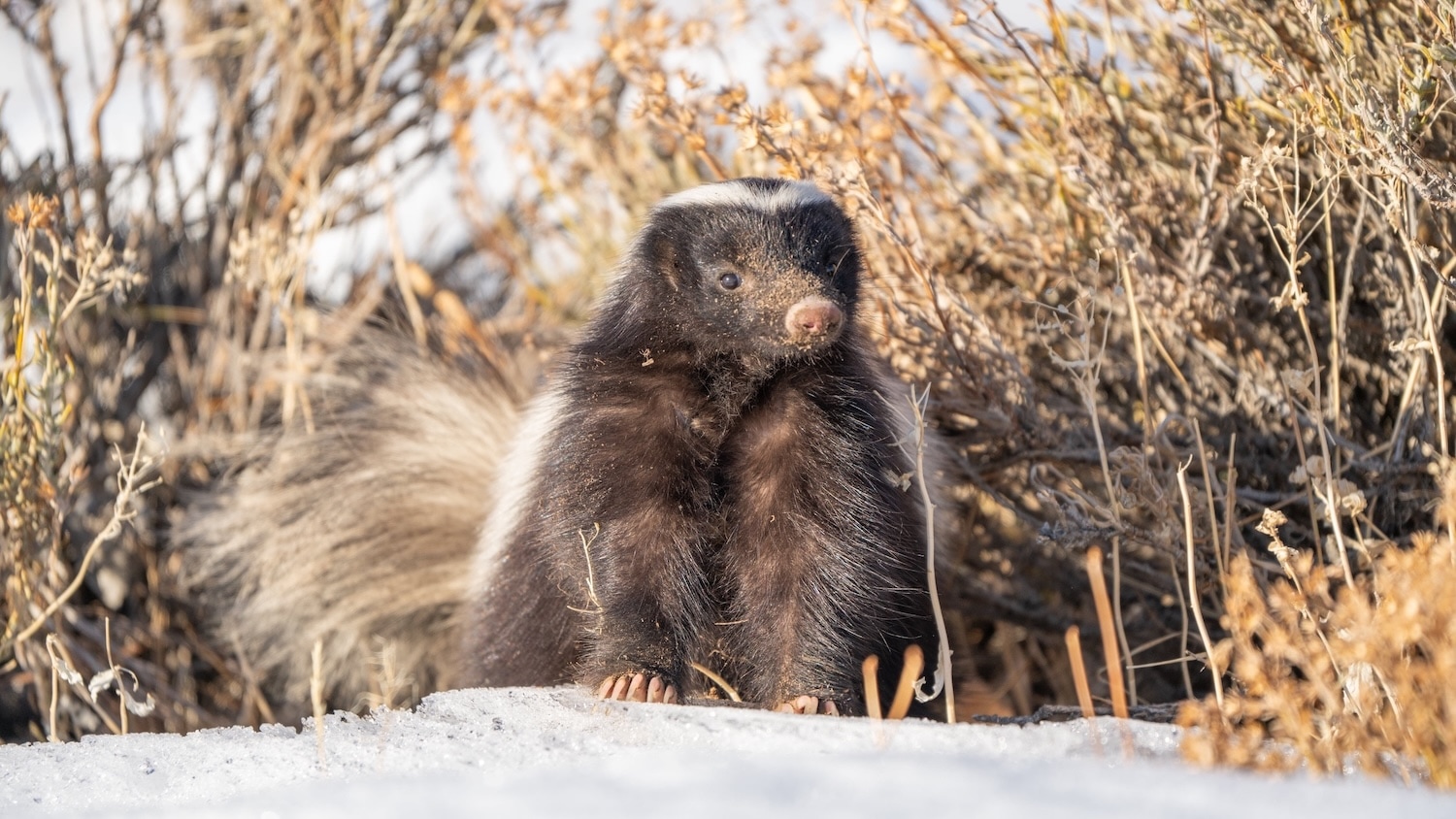 skunk
