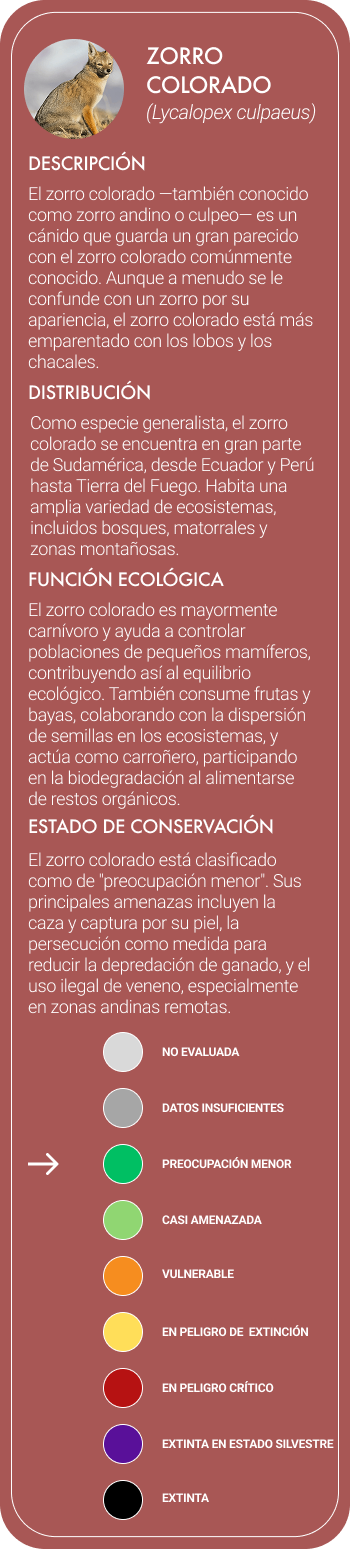 culpeo