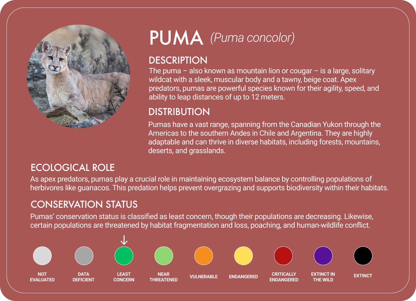 Puma