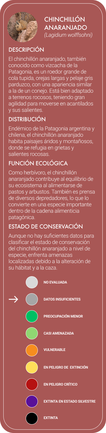 viscacha