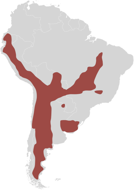 Pampas cat distribution map